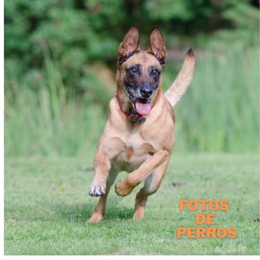 imagenes de Raza de perros logo