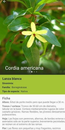 Arborea Screen 3