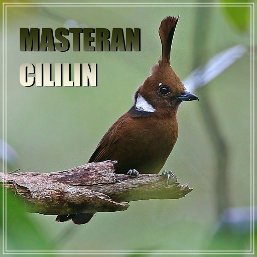 Masteran Cililin Offline Download on Windows