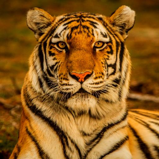 Tiger Sounds - AppWisp.com