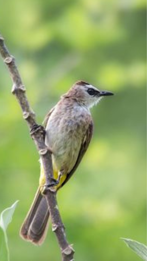 suara pikat burung ampuh Screen 3