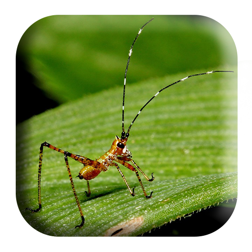 Crickets Sounds logo