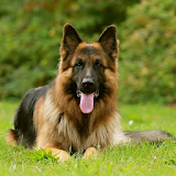 German Shepherd Dog Wallpapers icon