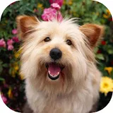 Free dogs wallpaper icon