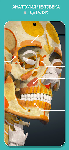 Anatomy Learning - Анатомия 3D screenshot 2
