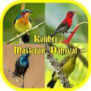 Cerecetan Kolibri Masteran Dahsyat Offline
