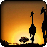 Africa Wallpapers icon