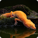 Gecko Lizard Wallpapers HD icon