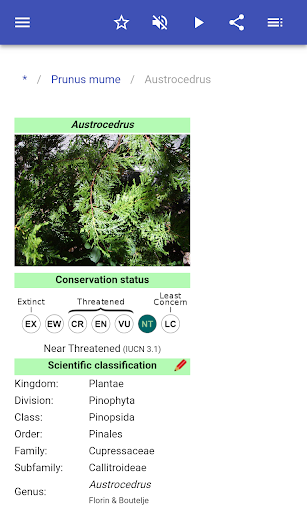 Ornamental trees Screen 3