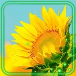 Cover Image of Download Sunflower Field Live Wallpaper  APK