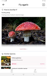 Picture Mushroom - Mushroom ID