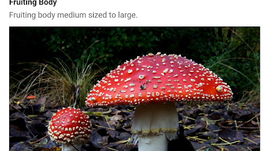 Picture Mushroom – Mushroom ID Mod APK 2.9.19 (Unlocked)(Premium) Gallery 8