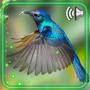 Top 16 Personalization Apps Like Hummingbird Exotic - Best Alternatives