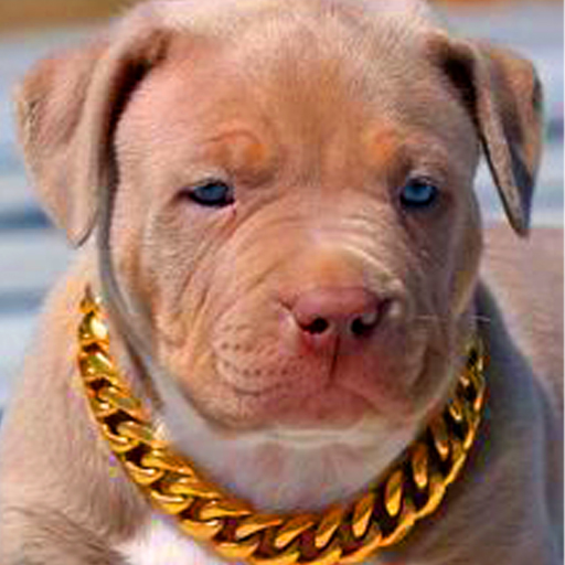 Pitbull Wallpaper HD - AppWisp.com