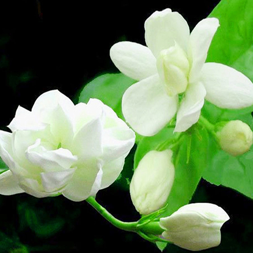 Jasmine Flower Download on Windows