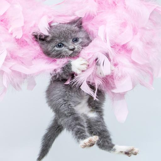 Beautiful cats wallpapers