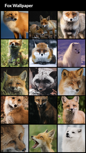 Android application Fox Wallpapers screenshort