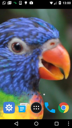 lorikeet wallpaper Screen 2
