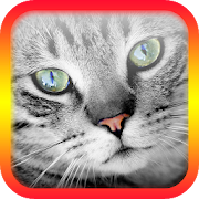 Top 38 Simulation Apps Like Translator for Cats Prank - Best Alternatives