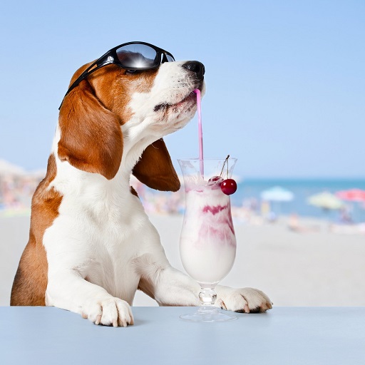 basset hound dog wallpaper HD logo