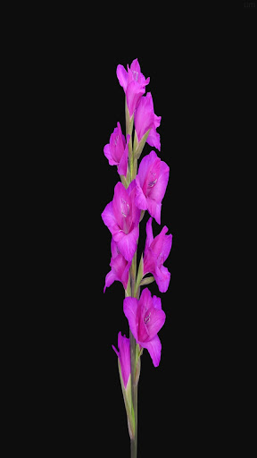 Gladiolus Flower Wallpaper 4K Screen 3