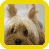 Yorkie Dog Wallpapers icon