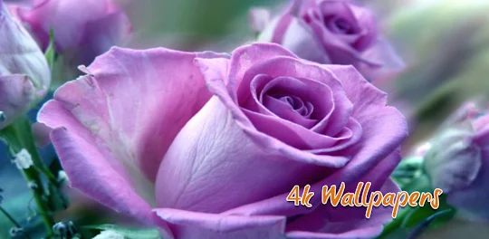 Purple Flower 4K Wallpapers