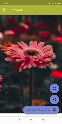 Flower Wallpapers