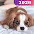 Dog 365 wallpapers - Images puppies and doggies1.1.4