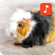 Top 32 Lifestyle Apps Like Guinea Pig Sound Effects - Best Alternatives