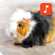 Guinea Pig Sound Effects