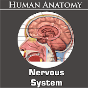 Nervous System