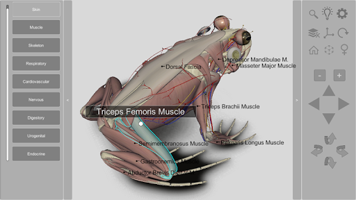 3D Frog Anatomy screenshot 1