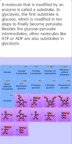Glycolysis Match Game - Screenshot 3
