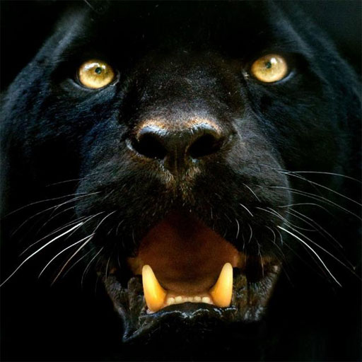 Panther Wallpapers - Ứng dụng trên Google Play