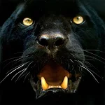 Cover Image of Download Panther Wallpapers  APK