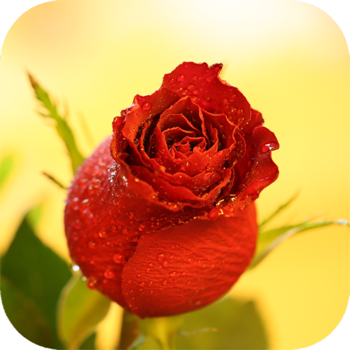 Red Rose Wallpaper logo
