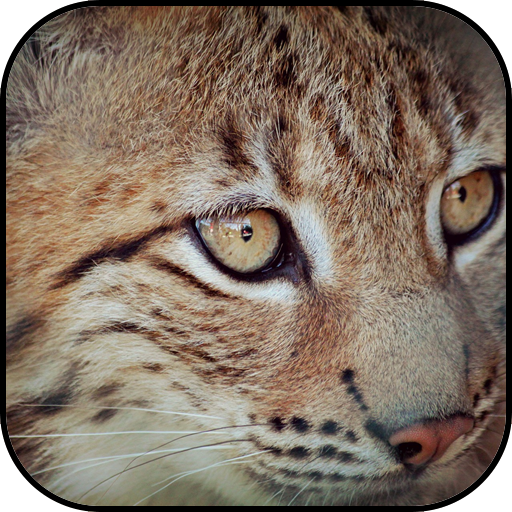 Lynx wallpapers 6 Icon