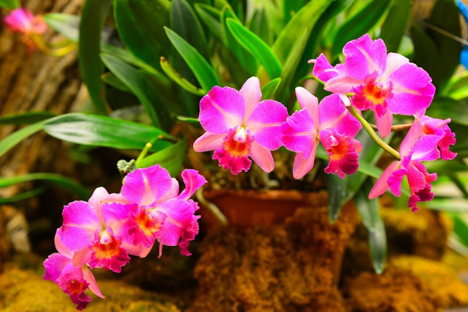 #2. Orchids Wallpapers (Android) Ved: Wallpaper Fountain