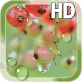 Water Drops Berry LWP icon