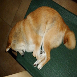 Sleepy Dog Pose icon