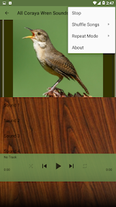 Bird Coraya Wren Sounds 2023