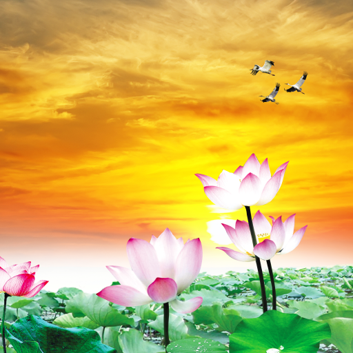 Lotus Wallpaper logo