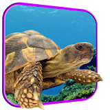 Turtle 3D Live Wallpaper icon