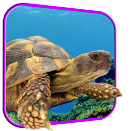 Icoonafbeelding voor Turtle 3D Live Wallpaper