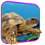Turtle 3D Live Wallpaper Apk