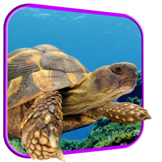 Turtle 3D Live Wallpaper apk