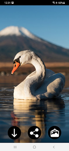 Android application Swan Wallpapers screenshort