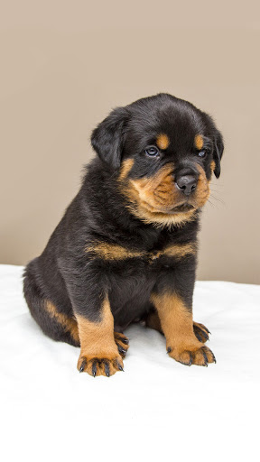 Android application rottweiler puppy wallpaper screenshort