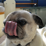 Dog lick Live Wallpaper icon